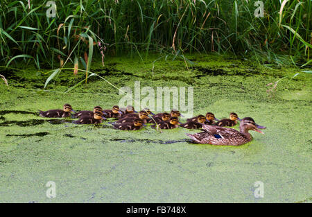 Anatroccoli di Germano Reale o anatra selvatica (Anas platyrhynchos) Nuoto con la madre in una fossa con lenticchie d'acqua Foto Stock