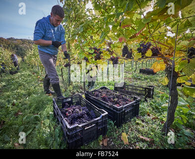 Viticoltore raccolto di uve rosse in un vigneto Foto Stock