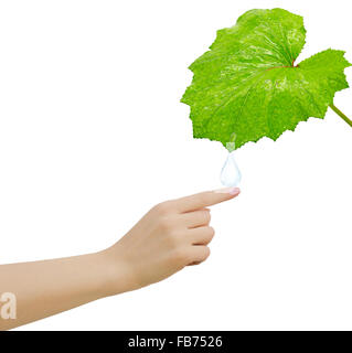 Goccia di rugiada cade da una foglia su un lato Foto Stock