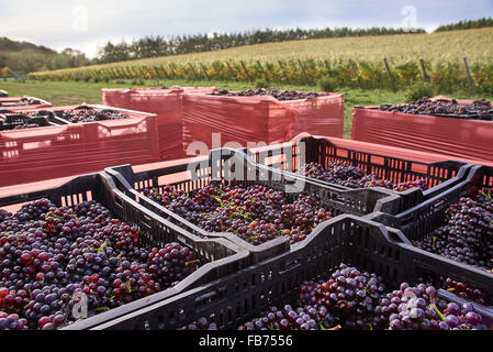 Scatole di ripe rosso uva fresca da harvest Foto Stock