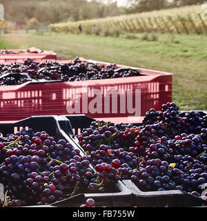 Vendemmia presso Wiston vigneto, Sussex Foto Stock