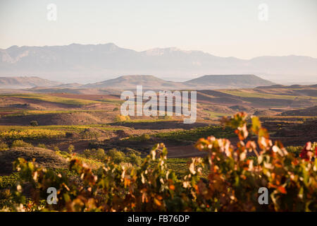 16/10/15 vigneti dopo l'alba vicino Badarán / Cordovín, & il Monte di San Lorenzo e la Sierra de la Demanda colline La Rioja, Spagna Foto Stock