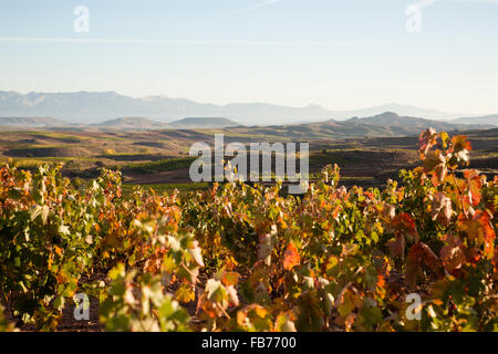 16/10/15 vigneti dopo l'alba vicino Badarán / Cordovín, & il Monte di San Lorenzo e la Sierra de la Demanda colline La Rioja, Spagna Foto Stock