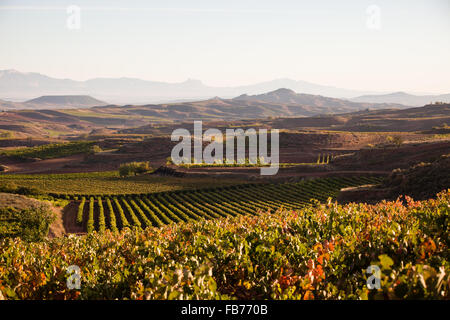 16/10/15 vigneti dopo l'alba vicino Badarán / Cordovín, & il Monte di San Lorenzo e la Sierra de la Demanda colline La Rioja, Spagna Foto Stock