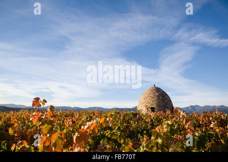16/10/15 vigneti dopo l'alba vicino Badarán / Cordovín, & il Monte di San Lorenzo e la Sierra de la Demanda colline La Rioja, Spagna Foto Stock