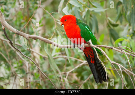 Maschio Australian King Parrot seduto in albero gengivale. Foto Stock