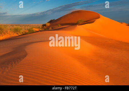 Red dune di sabbia nel deserto Simpson. Foto Stock