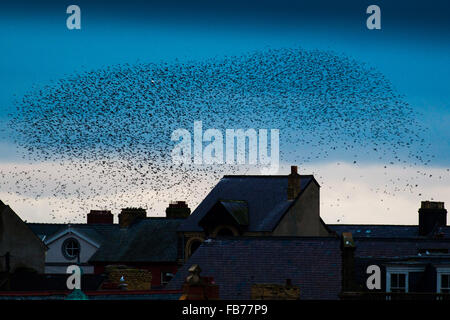 Aberystwyth Wales UK, lunedì 11 gennaio 2016 un grande gregge di storni eseguire spettacolari visualizza in aria al di sopra di Aberystwyth al tramonto in una fredda giornata di gennaio. Ogni sera tra ottobre e marzo di decine di migliaia di uccelli volare in enormi 'murmurations; nel cielo sopra la città prima di stabilirsi a roost per la notte della ghisa alle gambe del lungomare vittoriano Pier. Aberystwyth è uno di soltanto una manciata di urbano starling posatoi NEL REGNO UNITO. Anche se abbondante in Aberystwyth, stornelli è sul RSPB's 'red' elenco delle specie in via di estinzione nel Regno Unito Photo credit: Keith Morris / Alamy Liv Foto Stock