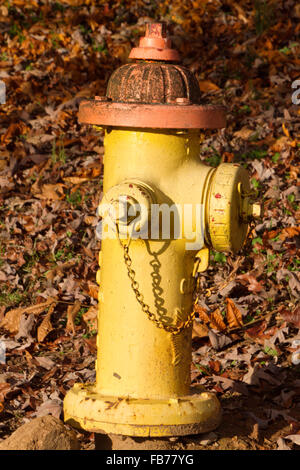 Close up di un colorato di giallo luminoso idrante di fuoco con un arancione top seduti in un cantiere di foglie di autunno Foto Stock