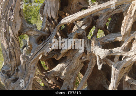 In prossimità di un mare artisticamente inciso-pezzo di design curvilineo driftwood Foto Stock