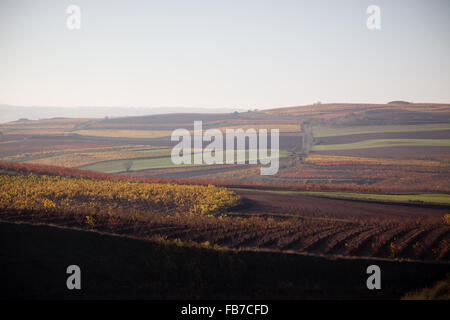 7/11/15 vigneti tra Cordovín & Nájera, La Rioja, Spagna Foto Stock