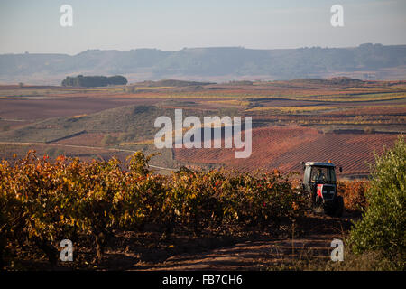 7/11/15 agricoltore nei vigneti tra Cordovín & Nájera, La Rioja, Spagna Foto Stock