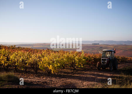 7/11/15 agricoltore lavora vigneti tra Cordovín & Nájera, La Rioja, Spagna Foto Stock