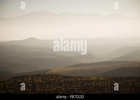 7/11/15 vigneti tra Cordovín & Nájera con la Sierra de la Demanda in background, La Rioja, Spagna Foto Stock