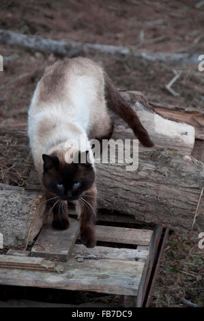 Gatto persiano Foto Stock