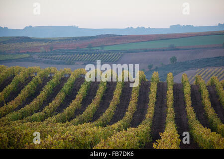 7/11/15 vigneti tra Cordovín & Nájera, La Rioja, Spagna Foto Stock