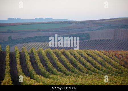 7/11/15 vigneti tra Cordovín & Nájera, La Rioja, Spagna Foto Stock