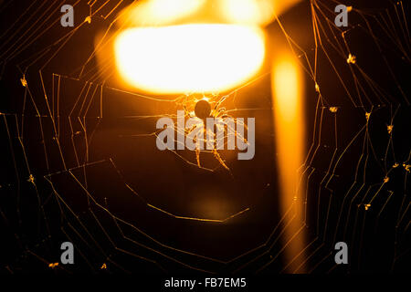 Close-up di spider sul web contro sfondo illuminato Foto Stock