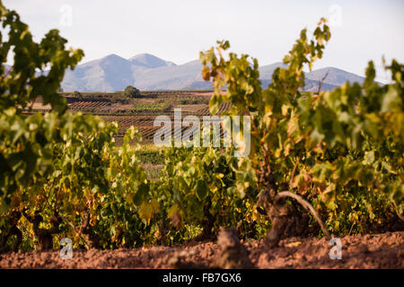 16/10/15 vigneti dopo l'alba vicino Badarán / Cordovín, & il Monte di San Lorenzo e la Sierra de la Demanda colline La Rioja, Spagna Foto Stock