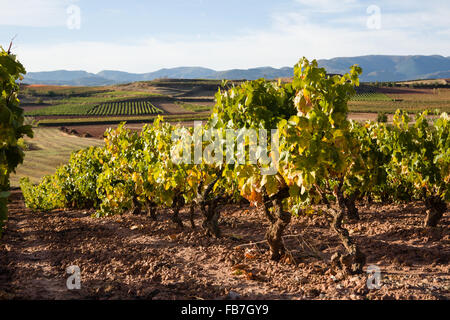 16/10/15 vigneti dopo l'alba vicino Badarán / Cordovín, & il Monte di San Lorenzo e la Sierra de la Demanda colline La Rioja, Spagna Foto Stock