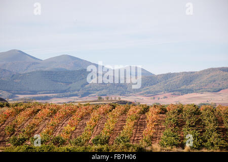 16/10/15 vigneti dopo l'alba vicino Badarán / Cordovín, & il Monte di San Lorenzo e la Sierra de la Demanda colline La Rioja, Spagna Foto Stock