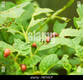 Brutto giovani Colorado Maggiolini su foglie di patate Foto Stock