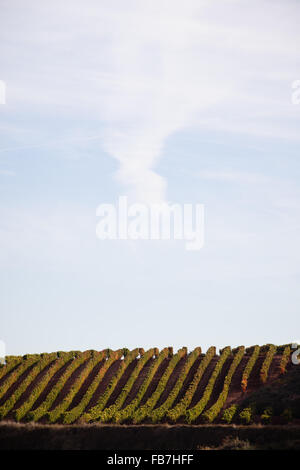 16/10/15 vigneti dopo l'alba vicino Badarán / Cordovín, & il Monte di San Lorenzo e la Sierra de la Demanda colline La Rioja, Spagna Foto Stock