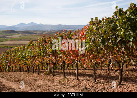 16/10/15 vigneti dopo l'alba vicino Badarán / Cordovín, & il Monte di San Lorenzo e la Sierra de la Demanda colline La Rioja, Spagna Foto Stock
