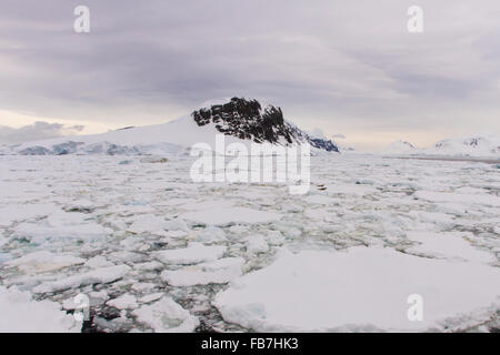 Coppia di granchio eater foche sdraiate sul ghiaccio galleggiante nel campo della banchisa lungo la costa della penisola antartica. Foto Stock