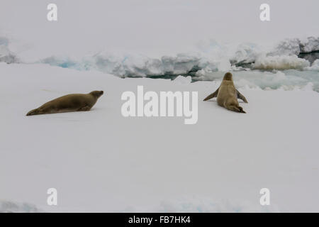 Coppia di granchio eater foche sdraiate sul ghiaccio galleggiante nel campo della banchisa penisola antartica. Foto Stock