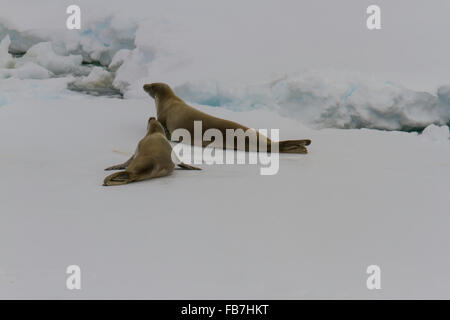 Galleggiante di ghiaccio in Antartide con coppia di granchio eater guarnizioni. Foto Stock