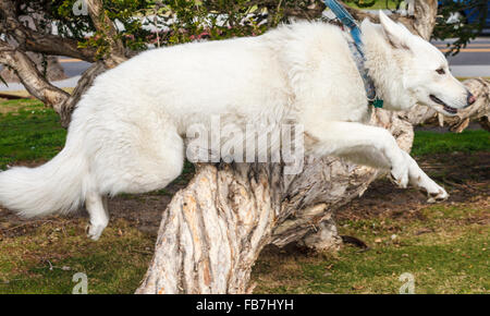 Bianco pastore tedesco sembra sorridere come lei salta Foto Stock