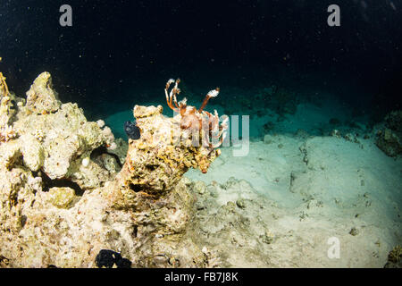 Coral reef del Mar Rosso Foto Stock