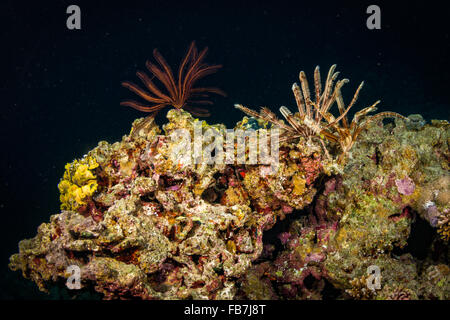 Coral reef del Mar Rosso Foto Stock