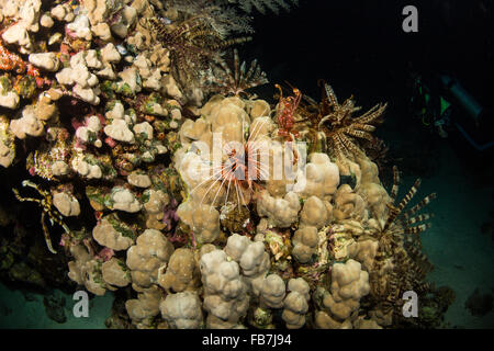 Coral reef del Mar Rosso Foto Stock