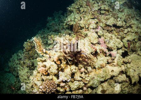 Coral reef del Mar Rosso Foto Stock