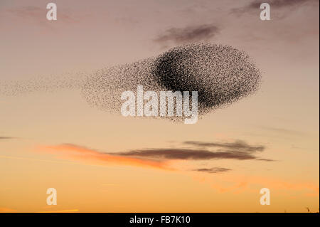 Starling gregge (Sturnus vulgaris) al tramonto, raggruppamento nel cielo causato dalla presenza di predatori, con rosa tramonto Colori, RSPB Foto Stock