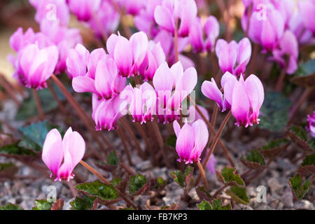 Ciclamino hederifolium var. confusum. Foto Stock