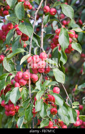 Malus x robusta 'Rosso' Siberiano frutta. Foto Stock