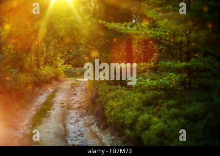 Foresta Misteriosa Country Road. Viaggio attraverso la foresta. Foto Stock