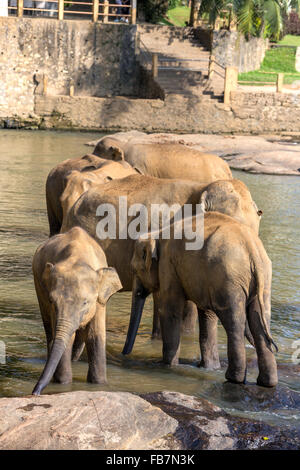 Elefanti asiatici nel fiume, Pinnawala l'Orfanotrofio degli Elefanti, Kegalle, Sri Lanka Foto Stock