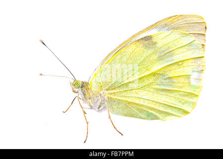 Luce gialla butterfly isolato su uno sfondo bianco Foto Stock