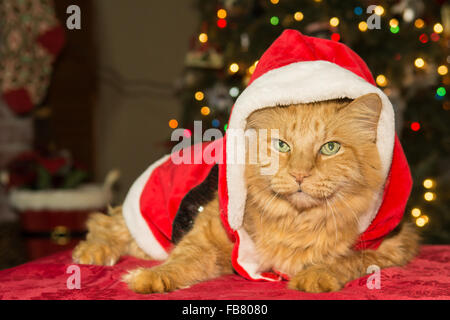 Gatto di Natale Foto Stock