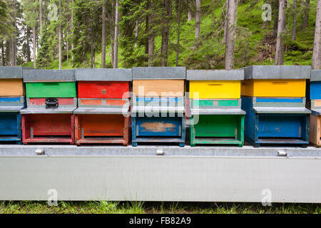 Numero di alveari in una fila, apicoltura, dell agricoltura, miele, vita rurale Foto Stock