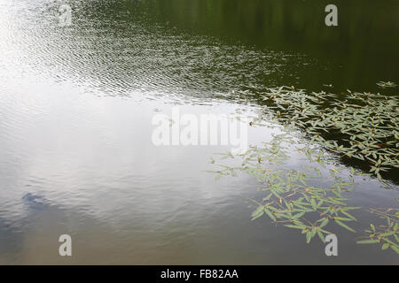 Polygonum amphibium, piante acquatiche su un lago alpino Foto Stock