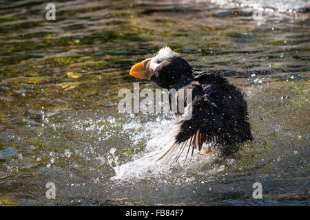 Tufted puffin (fatercula cirrhata) agitando l'acqua presso la Oregon Coast Aquarium, Newport, Oregon Foto Stock