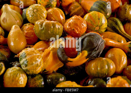 Un raccolto autunnale di squash e zucche su una farm di zucca in North Georgia, Stati Uniti d'America. Foto Stock