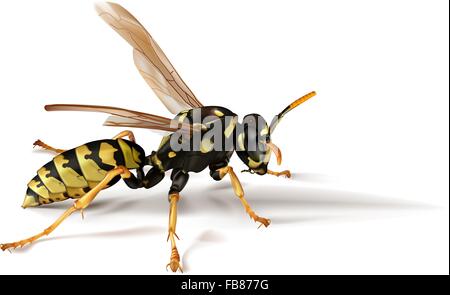 Fotorealistico illustrazione vettoriale di una carta gialla ombrello wasp getta un' ombra e le ali a riposo. Illustrazione Vettoriale