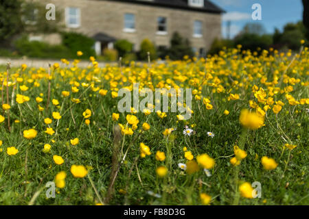 Renoncules sull'erba con un cottage in pietra in background, UK (messa a fuoco selettiva) Foto Stock