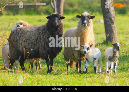 Pecore che osservano Foto Stock